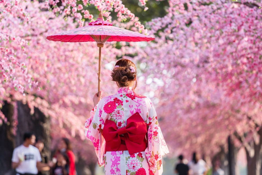 Cherry Blossom Festival Japan