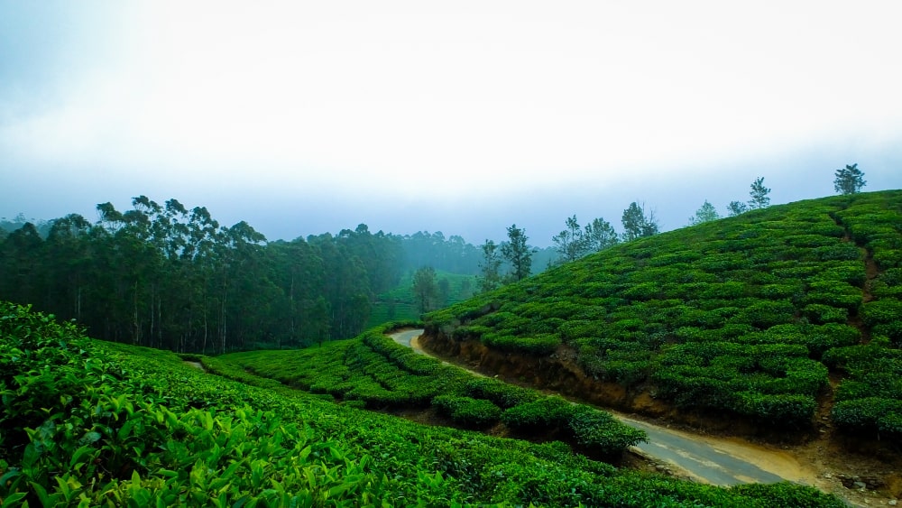 tea-state darjeeling hill station in India