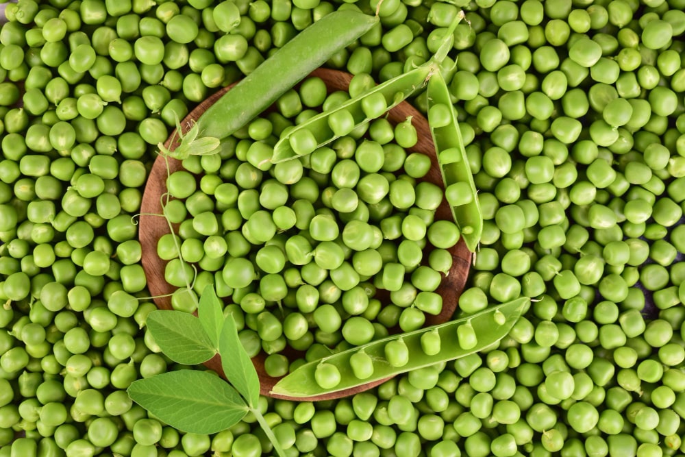 green peas- plant protein 