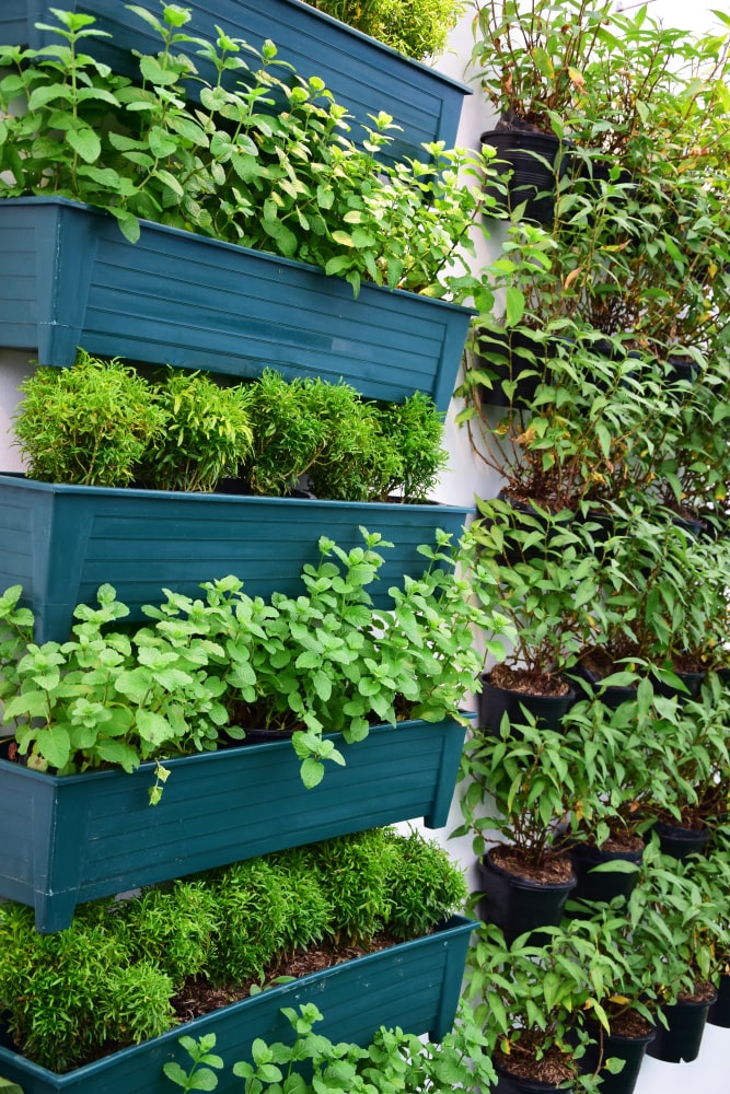 indoor plants- vertical garden 